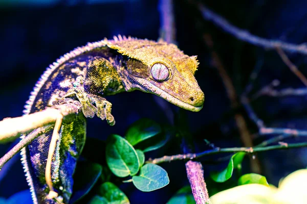 Uroplatus Gecko Reptiles Reptiles Amphibiens Amphibiens Faune Tropicale Faune Zoologie — Photo