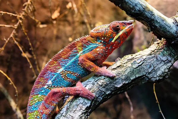 Wiedersehen Chamäleon Reptilien Und Reptilien Amphibien Und Amphibien Tropische Fauna — Stockfoto