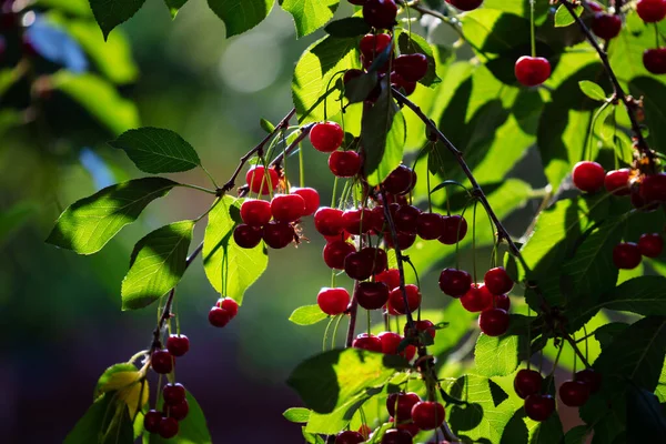 Sour cherry and cherries. Fruit and vegetables. Plant and plants. Tree and trees. Nature photography.
