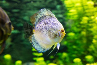Sudaki balıklar. Sucul yaratık. Su dünyası. Deniz, okyanus, göl ve nehir faunası. Hayvanat bahçesi ve zooloji. Doğa ve hayvan fotoğrafçılığı.