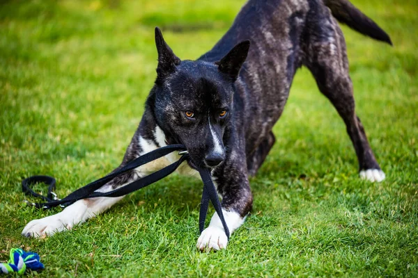 Schöner Schwarz Weißer Akita Mutt Hund Mischling Und Mischling Tier — Stockfoto