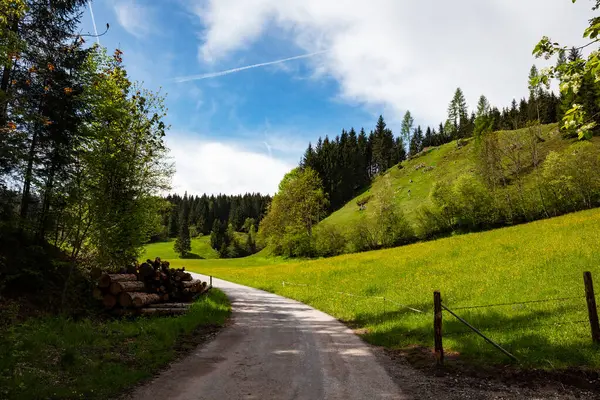 stock image Enchanting forest landscape with tall trees, vibrant foliage, sunlight, and a peaceful atmosphere. Nature, woods, greenery, hiking, outdoor, adventure, natural beauty, scenery, scenic views.