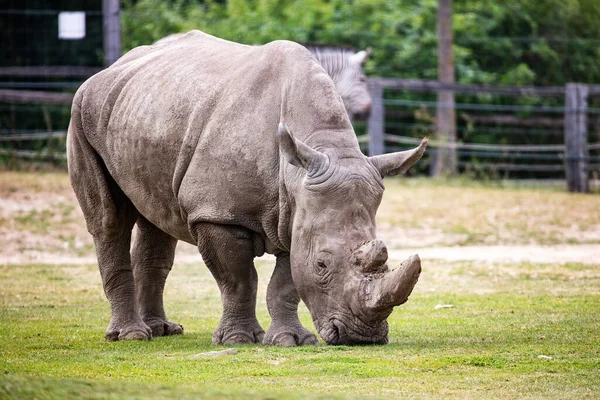 stock image White rhinoceros. Mammal and mammals. Land world and fauna. Wildlife and zoology. Nature and animal photography.