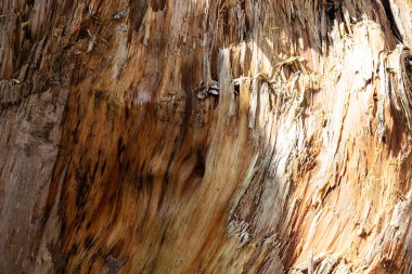 Ahşap soyut doku. Yüzey grunge arka planı. Kirli ahşap efekt deseni. Malzeme geçmişi. Grafiksel kaynak.