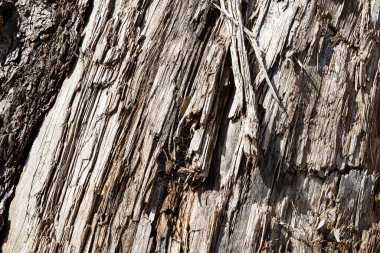 Ahşap soyut doku. Yüzey grunge arka planı. Kirli ahşap efekt deseni. Malzeme geçmişi. Grafiksel kaynak.