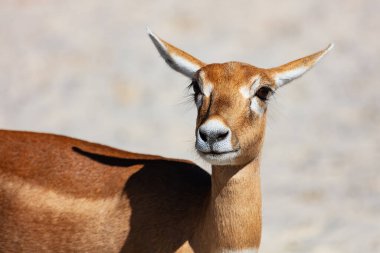 Blackbuck ve Hint antilopları. Memeliler ve memeliler. Kara dünyası ve fauna. Vahşi yaşam ve zooloji. Doğa ve hayvan fotoğrafçılığı.