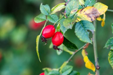 Rosehip. Fruit and vegetables. Plant and plants. Tree and trees. Nature photography.