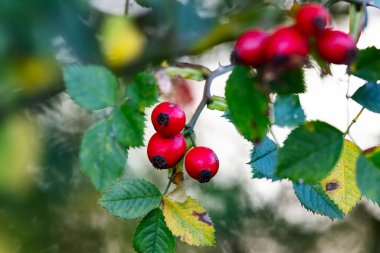 Rosehip. Fruit and vegetables. Plant and plants. Tree and trees. Nature photography.