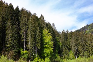 Büyüleyici orman manzarası, uzun ağaçlar, canlı yapraklar, güneş ışığı ve huzurlu bir atmosfer. Doğa, orman, yeşillik, yürüyüş, açık hava, macera, doğal güzellik, manzara, manzara.