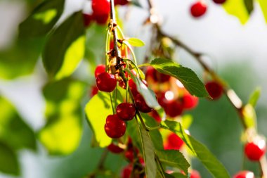 Sour cherry and cherries. Fruit and vegetables. Plant and plants. Tree and trees. Nature photography.
