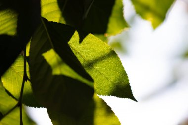 Green leaf and leaves. Fruit and vegetables. Plant and plants. Tree and trees. Nature photography.