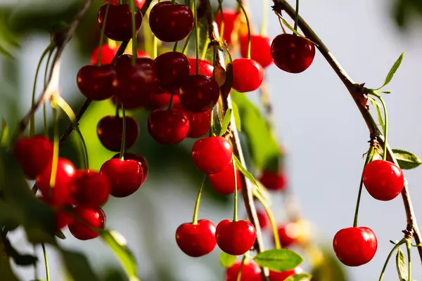 Sour cherry and cherries. Fruit and vegetables. Plant and plants. Tree and trees. Nature photography.