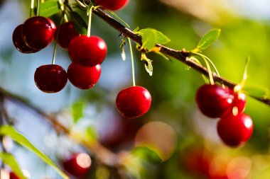 Sour cherry and cherries. Fruit and vegetables. Plant and plants. Tree and trees. Nature photography.