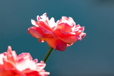 Çiçek açmış kadife bir gülün yakın plan görüntüsü. Zengin, pembe taç yaprakları çok ince detaylıdır ve çiçek yumuşak, romantik ışıkla yıkanır.. 