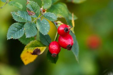 Rosehip. Fruit and vegetables. Plant and plants. Tree and trees. Nature photography.