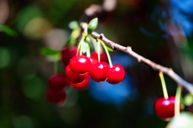 Sour cherry and cherries. Fruit and vegetables. Plant and plants. Tree and trees. Nature photography.