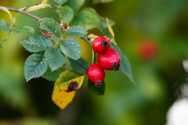 Rosehip. Fruit and vegetables. Plant and plants. Tree and trees. Nature photography.