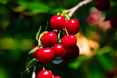 Sour cherry and cherries. Fruit and vegetables. Plant and plants. Tree and trees. Nature photography.