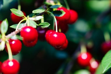 Sour cherry and cherries. Fruit and vegetables. Plant and plants. Tree and trees. Nature photography.