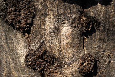 Ahşap soyut doku. Yüzey grunge arka planı. Kirli ahşap efekt deseni. Malzeme geçmişi. Grafiksel kaynak.