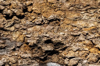 Ahşap soyut doku. Yüzey grunge arka planı. Kirli ahşap efekt deseni. Malzeme geçmişi. Grafiksel kaynak.