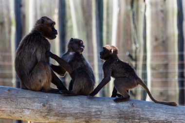 Gelada Babun maymunu. Memeliler ve memeliler. Kara dünyası ve fauna. Vahşi yaşam ve zooloji. Doğa ve hayvan fotoğrafçılığı.