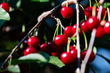 Sour cherry and cherries. Fruit and vegetables. Plant and plants. Tree and trees. Nature photography.