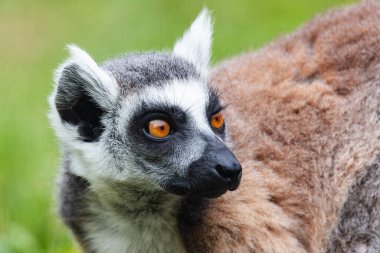 Halka kuyruklu lemur maymunu. Memeliler ve memeliler. Kara dünyası ve fauna. Vahşi yaşam ve zooloji. Doğa ve hayvan fotoğrafçılığı.