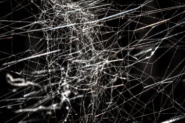 Bu stok fotoğrafında, gün ışığında ışıldayan karmaşık bir örümcek ağı var. Ağın narin iplikleri büyüleyici bir desen oluştururken çiy damlaları parıldıyor. Doğa ve vahşi yaşam.