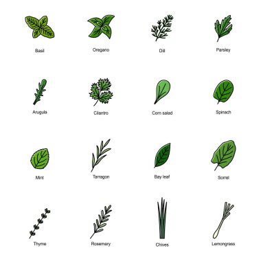 Set of color icons of culinary herbs, vector illustration