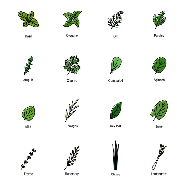Set Color Icons Culinary Herbs Vector Illustration ロイヤリティフリーのストックイラスト