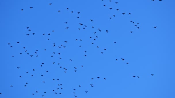 Птахи Тварини Летять Блакитному Небі — стокове відео