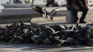 Hayvan Kuş Güvercinleri Şehir Hayatı Alanında