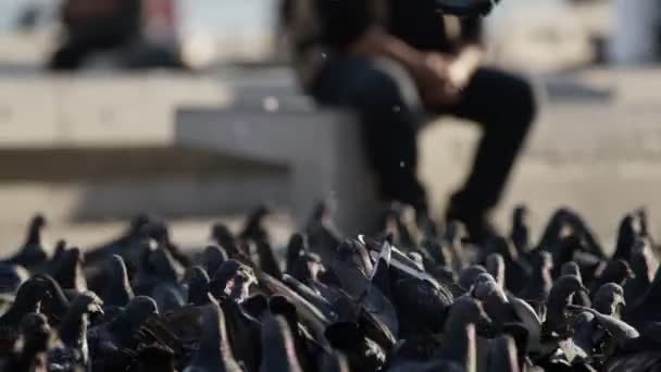Голуби Птахи Землі Міському Житті — стокове відео
