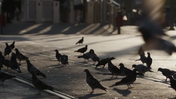 Голуби Птахи Землі Міському Житті — стокове відео