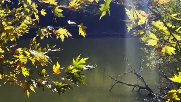 Beautiful Natural Autumn Season Romantic Brown Dry Leaves — Stock Video