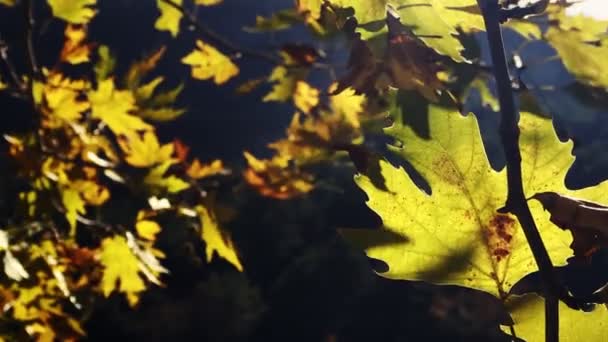 Όμορφη Φυσική Φθινοπωρινή Εποχή Ρομαντικό Καφέ Ξηρά Φύλλα — Αρχείο Βίντεο