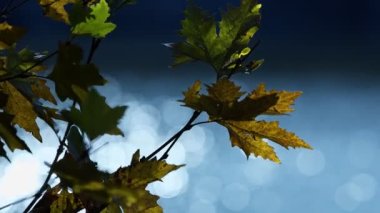 Güzel Doğal Sonbahar Sezonu Romantik Kahverengi Kuru Yapraklar