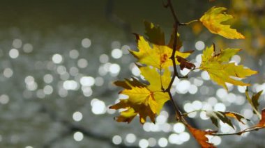 Güzel Doğal Sonbahar Sezonu Romantik Kahverengi Kuru Yapraklar