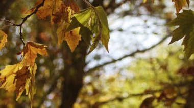 Güzel Doğal Sonbahar Sezonu Romantik Kahverengi Kuru Yapraklar