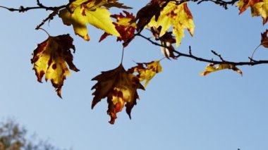 Güzel Doğal Sonbahar Sezonu Romantik Kahverengi Kuru Yapraklar