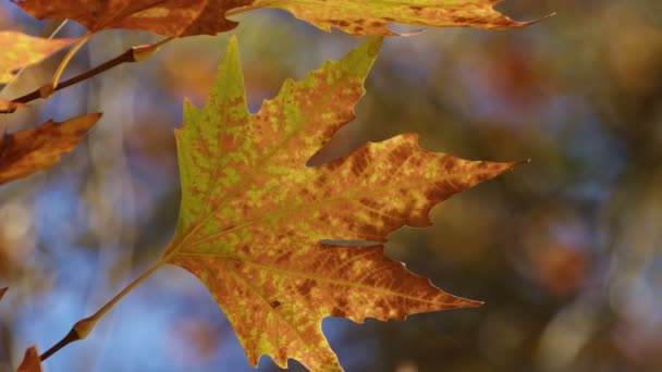 Güzel Doğal Sonbahar Sezonu Romantik Kahverengi Kuru Yapraklar — Stok video