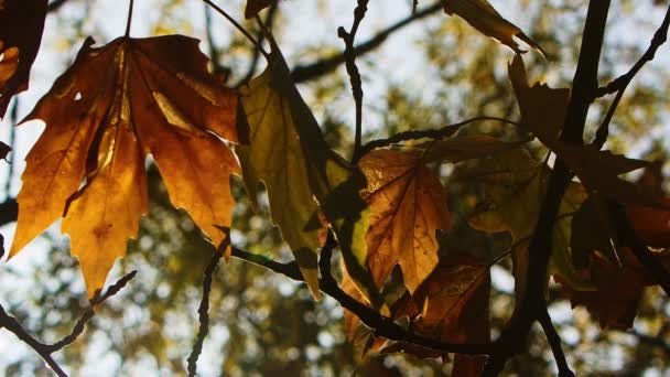 美丽的自然秋天季节浪漫的褐色干叶 — 图库视频影像