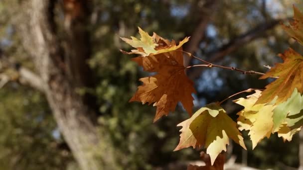 Güzel Doğal Sonbahar Sezonu Romantik Kahverengi Kuru Yapraklar — Stok video