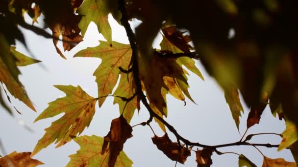 Beautiful Natural Autumn Season Romantic Brown Dry Leaves — Stock Video