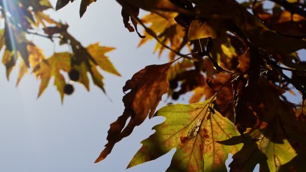 美しい自然の秋の季節ロマンチックな茶色の乾燥葉 — ストック動画