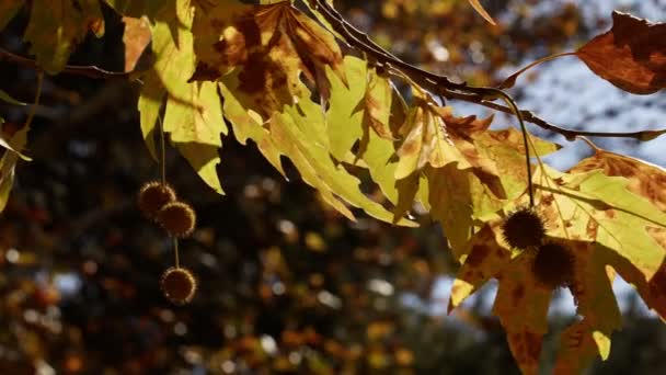 美丽的自然秋天季节浪漫的褐色干叶 — 图库视频影像