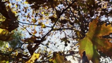 Güzel Doğal Sonbahar Sezonu Romantik Kahverengi Kuru Yapraklar