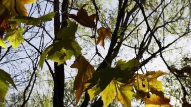 Güzel Doğal Sonbahar Sezonu Romantik Kahverengi Kuru Yapraklar Ağaçta