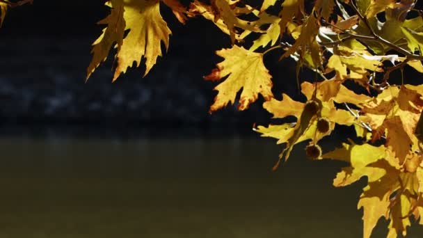 Krásné Přírodní Podzimní Období Romantické Hnědé Suché Listy — Stock video